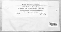 Ramularia gnaphalii image